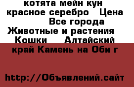 котята мейн кун, красное серебро › Цена ­ 30 - Все города Животные и растения » Кошки   . Алтайский край,Камень-на-Оби г.